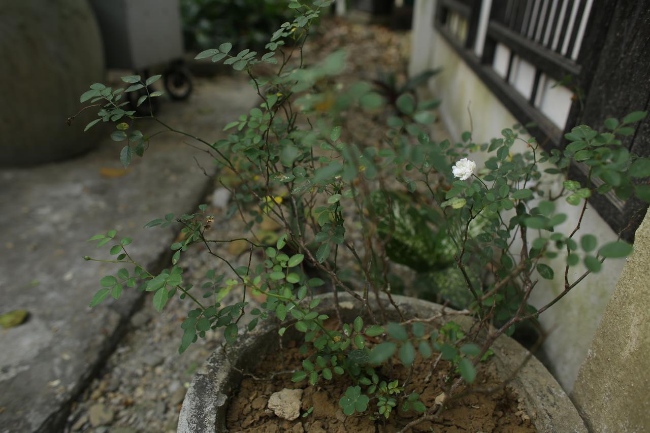 הואה Thuy Bieu Homestay מראה חיצוני תמונה