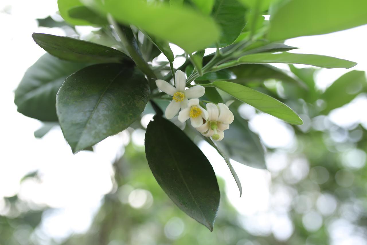 הואה Thuy Bieu Homestay מראה חיצוני תמונה